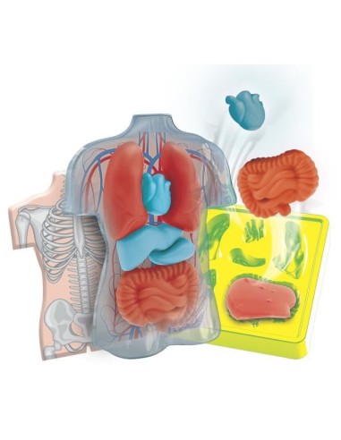 Mini Labo d'anatomie CLEMENTONI – CLEMENTONI (Cle Eveil) | STORE PRO SHOP 