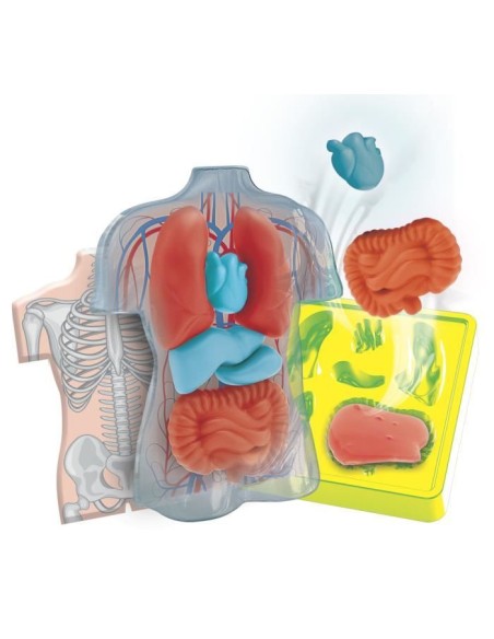 Mini Labo d'anatomie CLEMENTONI – CLEMENTONI (Cle Eveil) | STORE PRO SHOP 