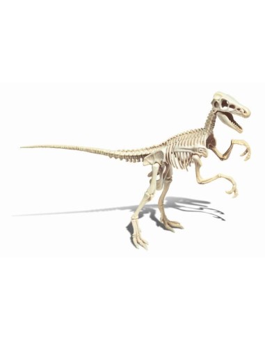 Clementoni - Science  Jeu - Archéo Ludic - Vélociraptor – CLEMENTONI (Etude Histoire - Etude Geographie - Etude Archeologie) | STORE PRO SHOP 
