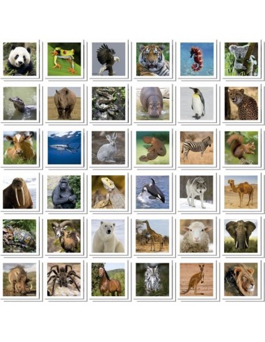 Identic Animaux - Jeu de mémoire - EDUCA - 72 cartes, développe mémoire et attention - Des 3 ans – EDUCA (Memory) | STORE PRO SHOP 